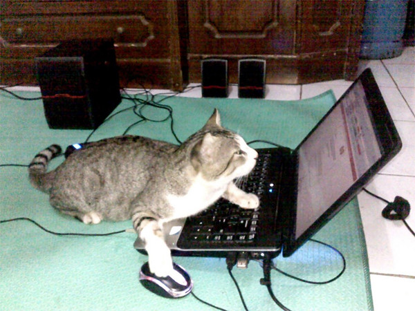 Explotando el XSS